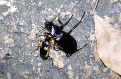 Pheropsophus
