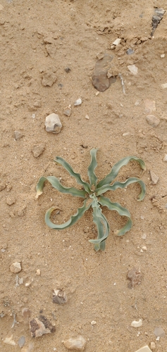 Drimia palaestina