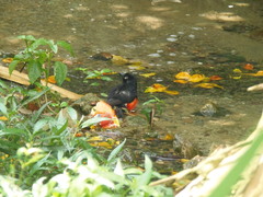 Hypopyrrhus pyrohypogaster