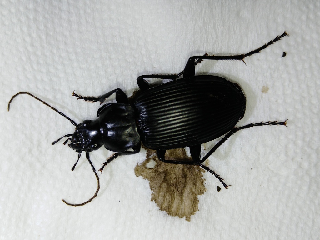 Diplocheila zeelandica