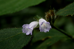 Strobilanthes