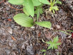 Cypripedium parviflorum