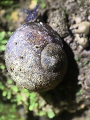 Rhytida stephenensis