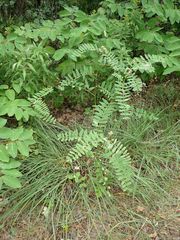 Astragalus canadensis