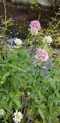 Centranthus ruber