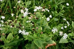 Adenostemma platyphyllum