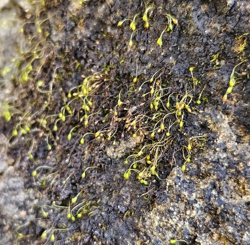 Image of Blindiadelphus recurvatus by (c) Helen Waterman, some rights reserved (CC BY)