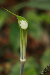 Arisaema