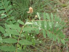 Astragalus canadensis