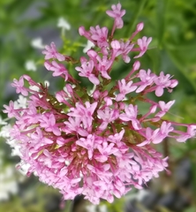 Centranthus ruber