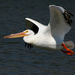 American White Pelican - Photo (c) TexasEagle, some rights reserved (CC BY-NC)