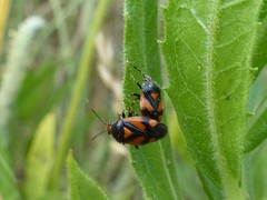 Deraeocoris schach