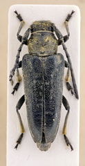Phytoecia antoniae
