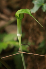 Arisaema