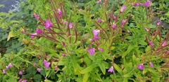 Epilobium hirsutum