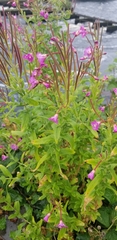 Epilobium hirsutum