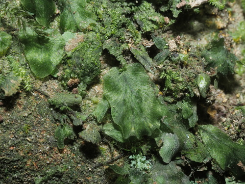 Didymoglossum bimarginatum iNat (2)