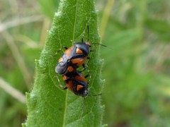Deraeocoris schach