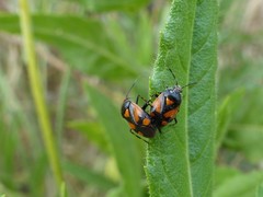 Deraeocoris schach