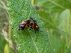 Deraeocoris schach
