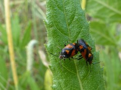 Deraeocoris schach