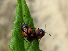Deraeocoris schach