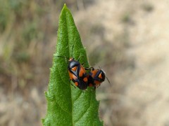 Deraeocoris schach