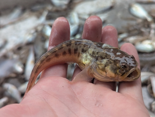 Atlantic Midshipman (Porichthys plectrodon) — Batrachoididae — 3
