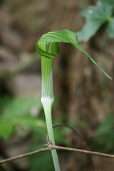 Arisaema