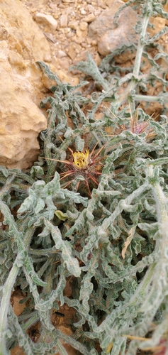 Egyptian star-thistle (Centaurea aegyptiaca)