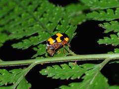 Cryptocephalus formosanus