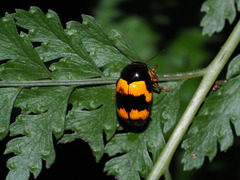 Cryptocephalus formosanus