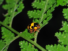 Cryptocephalus formosanus