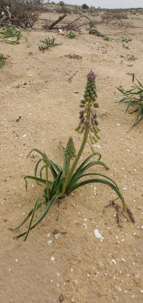 Muscari longipes; photograph Mitch Van Dyke, CC BY, iNaturalist via GBIF