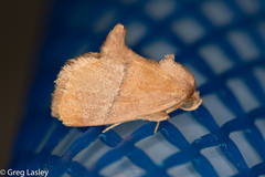 Apoda latomia