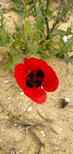 Papaver umbonatum, photograph 6