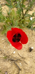 Papaver umbonatum, photograph (c) Mitch Van Dyke, some rights reserved (CC BY)