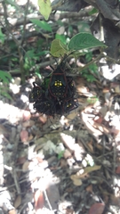 Pachylis pharaonis