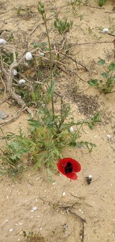 Image of Papaver umbonatum by (c) Mitch Van Dyke, some rights reserved (CC BY)