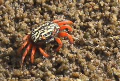 Paraleptuca splendida