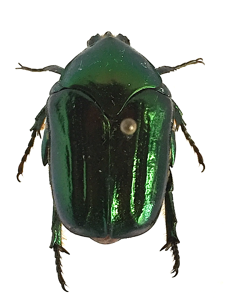 Cotinis aliena