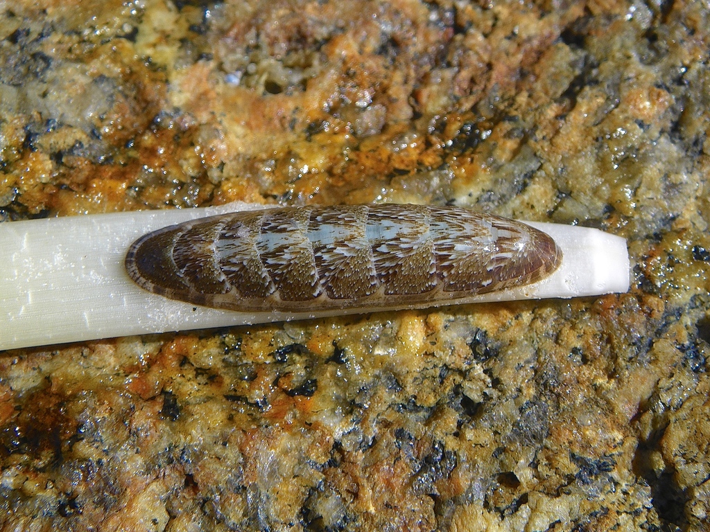 Stenochiton longicymba