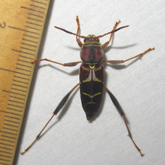 Neoclytus mucronatus
