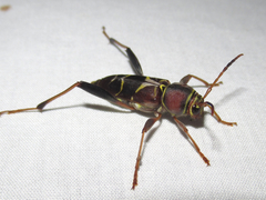 Neoclytus mucronatus