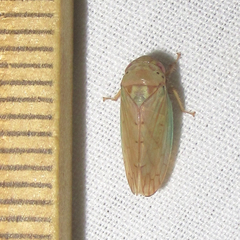 Polana quadrinotata