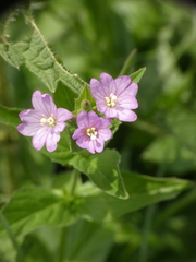 Epilobium alpestre
