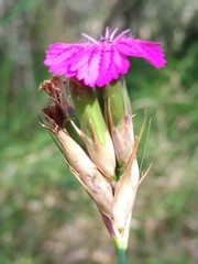 Dianthus balbisii