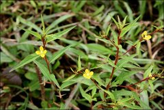 Ludwigia erecta