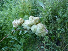 Eriosoma lanuginosum