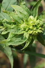 Procecidochares atra